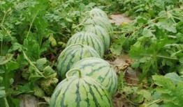 必吃大瓜今日大瓜 热点吃瓜,热点吃瓜盘点，揭秘娱乐圈最新动态